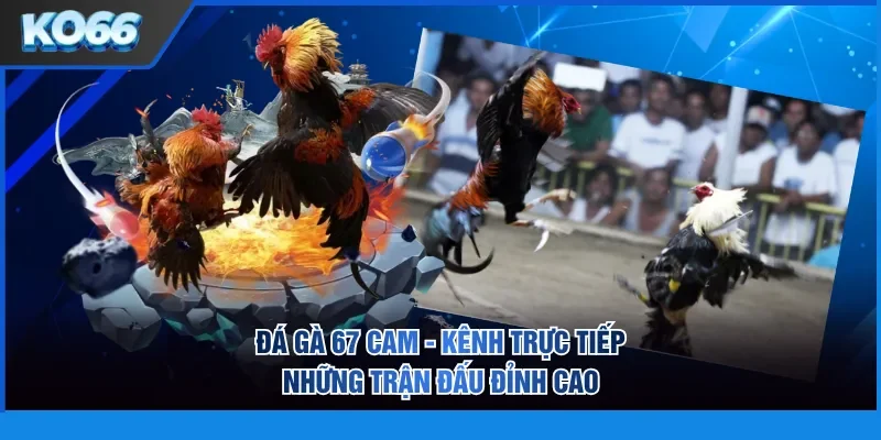 Đá gà 67 cam