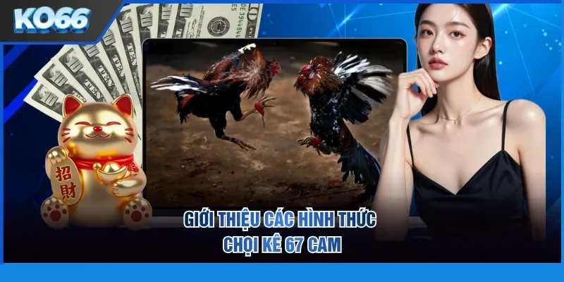 Giới thiệu các hình thức chọi kê 67 cam
