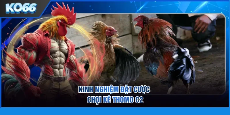 Kinh nghiệm đặt cược chọi kê Thomo C2