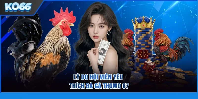 Lý do hội viên yêu thích đá gà Thomo 67